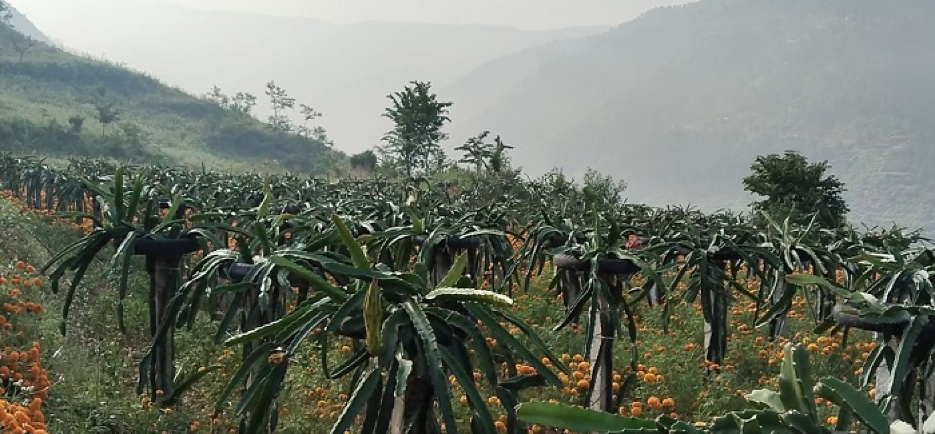 व्यावसायिक ‘ड्रागन फ्रुट’ खेतीमा आकर्षण बढ्दै